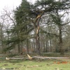 Snow damage