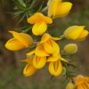 Gorse in Bloom.