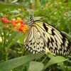 My Butterfly Princess