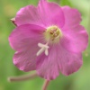 Great Willowherb