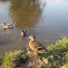 1999 Ducks on the canal at Hungerford