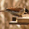 Reed Bunting