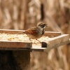 Female Reed Bunting