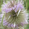 Teasel