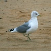 Common Gull