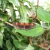 Butterfly World