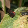 Butterfly World