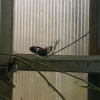 Butterfly World (Thornaby)