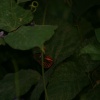 Butterfly World (Thornaby)
