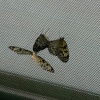 Butterfly World (Thornaby)