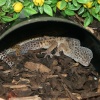 Butterfly World (Thornaby)