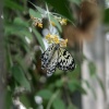 Butterfly World (Thornaby)