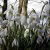 Snowdrops