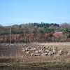 View from the Canal towards Stourton