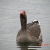 Daneshill Lakes and Nature Reserve