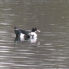 Daneshill Lakes and Nature Reserve