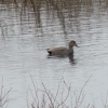 Daneshill Lakes and Nature Reserve