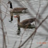 Daneshill Lakes and Nature Reserve