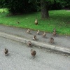 Mother and ducklings