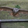 Gismo-European Eagle Owl