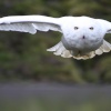 Neige-Snowey Owl