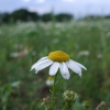 Summer flowers