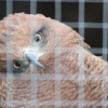 Honey-Savannah Hawk