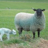 My  little  lamb