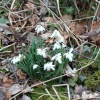 Snowdrops