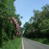 Stapleford woods