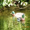 The pond