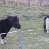 Ponies