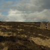 The Roaches