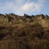 The Roaches