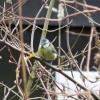 Blue Tit