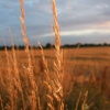 Evening sun