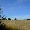 Cornfield