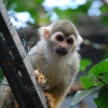 The monkey house