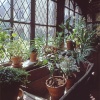 Houseplants at Ightham Mote, kent