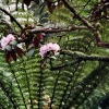 Detail from The Lost Garden of Heligan
