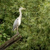 Posing Heron, Grand Union Canal, Grove, Bucks.
