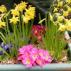 In My Garden