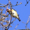 Goldfinch....carduelis carduelis