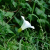 Growing wild