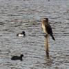 Cormorant, Tufted Duck and Coot
