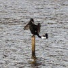 Cormorant and Tufted Duck