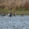 Cormorants and Black Headed Gulls in winter plumage