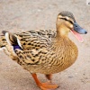 Daffy