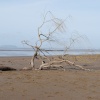 Washed up tree on Berrow beach