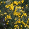 Dartmoor Gorse Bush